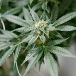 The Role of THCA Hemp Flower in Anxiety Relief